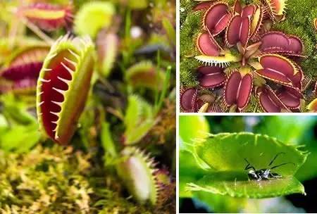 图片[2]-世界十大奇异植物排名(世界上最奇怪的10种植物)-清水学习网