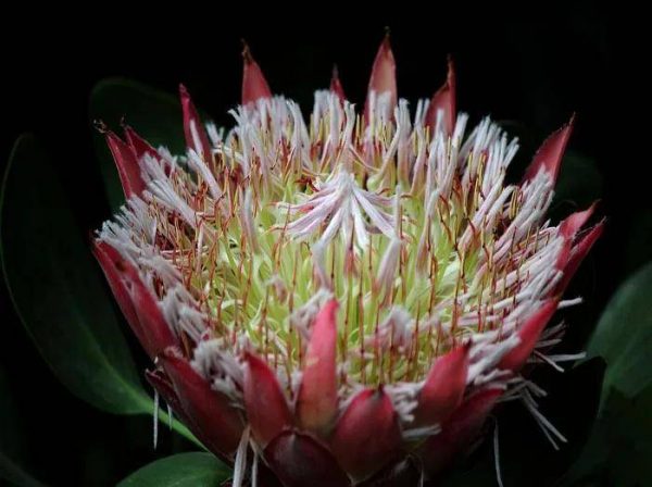 图片[27]-世界上最稀有的十种花(世界上10种罕见的稀有名花)-清水学习网