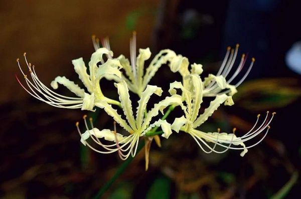 图片[26]-世界上最稀有的十种花(世界上10种罕见的稀有名花)-清水学习网