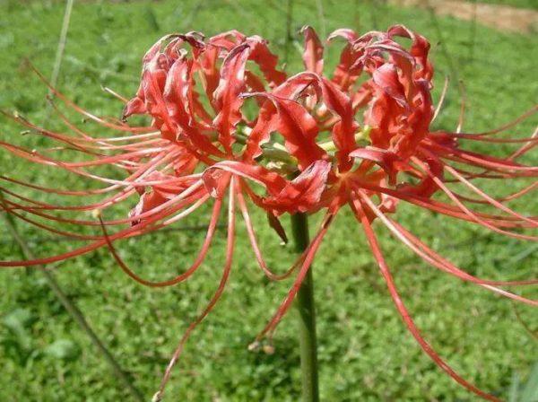 图片[24]-世界上最稀有的十种花(世界上10种罕见的稀有名花)-清水学习网