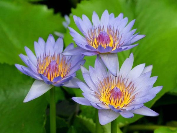 图片[3]-世界上最稀有的十种花(世界上10种罕见的稀有名花)-清水学习网