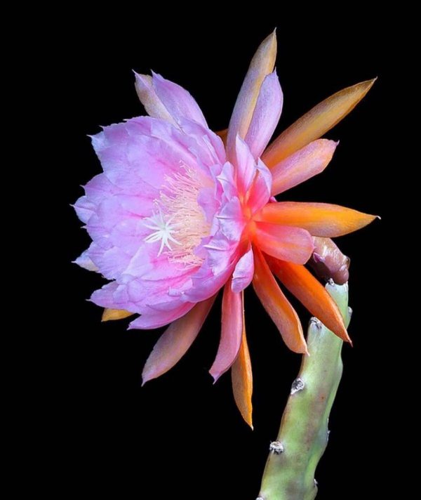 图片[4]-世界上最稀有的十种花(世界上10种罕见的稀有名花)-清水学习网