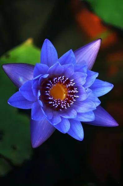 图片[1]-世界上最稀有的十种花(世界上10种罕见的稀有名花)-清水学习网