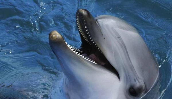 图片[3]-十大牙齿最奇特的动物(地球上牙齿最多的10种动物)-清水学习网