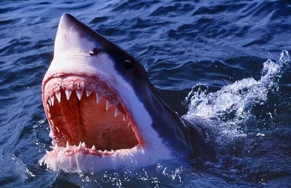 图片[2]-十大牙齿最奇特的动物(地球上牙齿最多的10种动物)-清水学习网